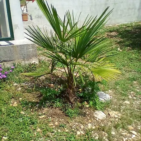 Oaza Apartamento *